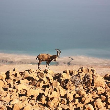Ein Gedi Rooms Neve Zohar Dış mekan fotoğraf