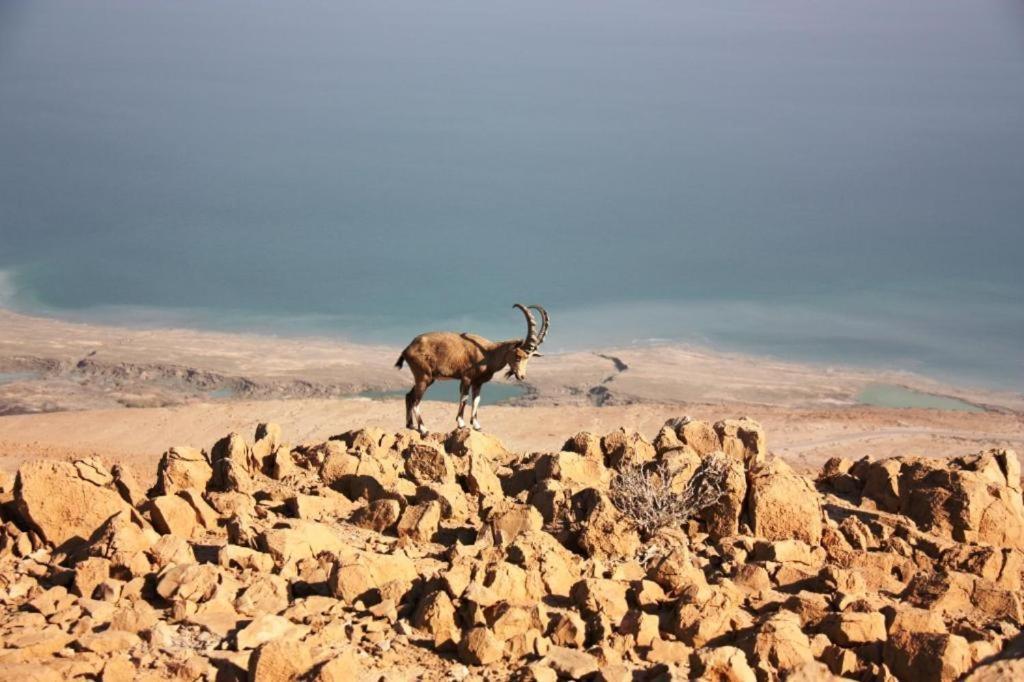 Ein Gedi Rooms Neve Zohar Dış mekan fotoğraf