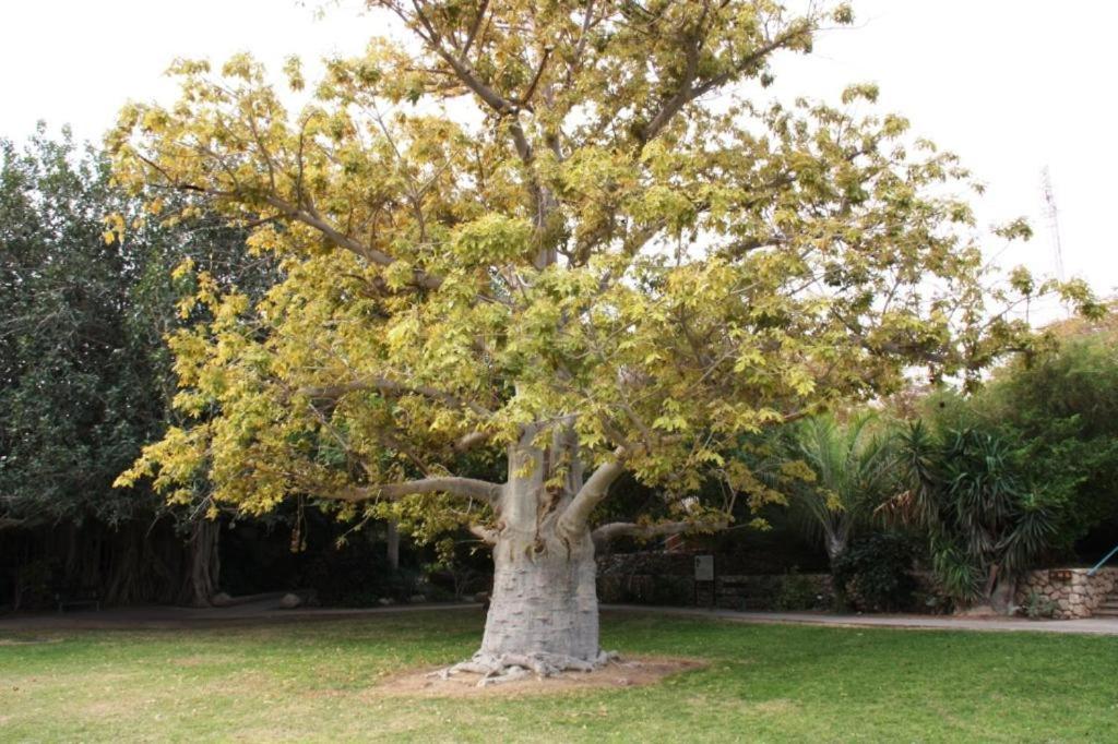 Ein Gedi Rooms Neve Zohar Dış mekan fotoğraf