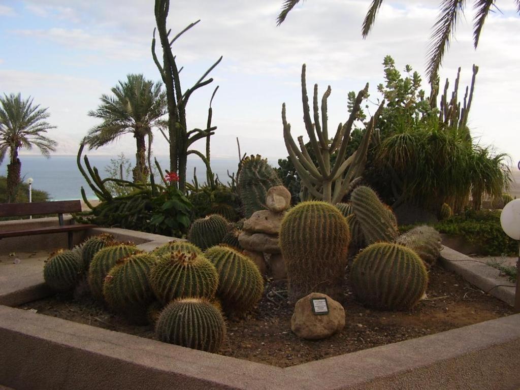 Ein Gedi Rooms Neve Zohar Dış mekan fotoğraf